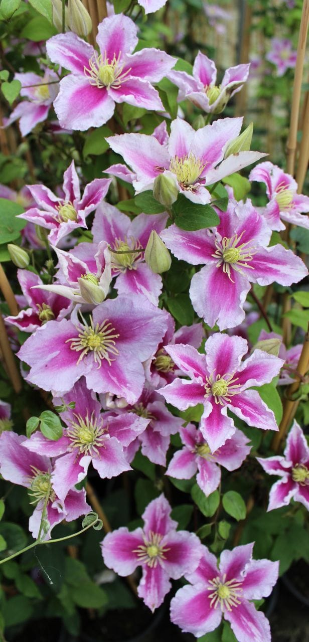 Waldrebe Clematis 2-farbig H 40 - 60 cm 2 L Eckcontainer