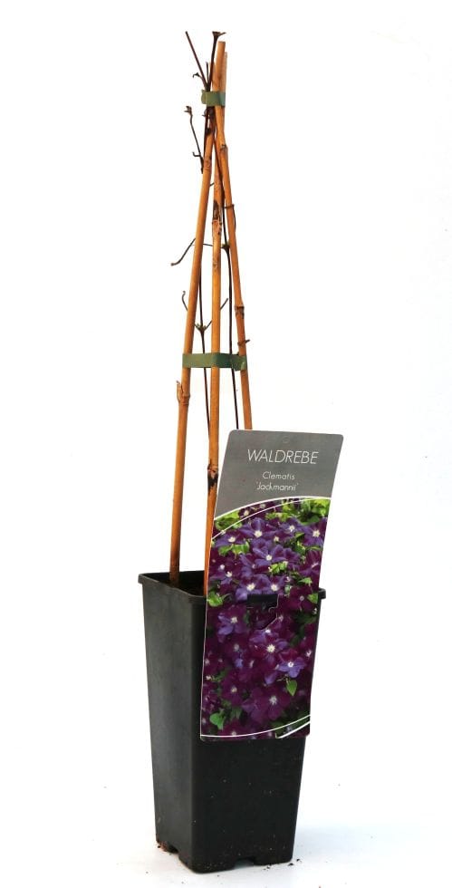 Waldrebe Clematis lila H 40 - 60 cm 2 L Eckcontainer