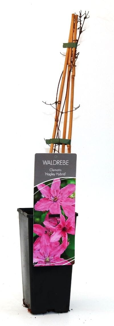Waldrebe Clematis rosa H 40 - 60 cm 2 L Eckcontainer
