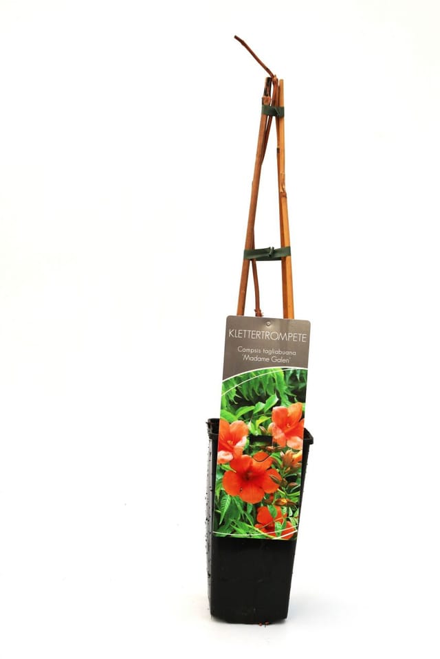 Trompetenblume Madame Galen 2 L Eckcontainer