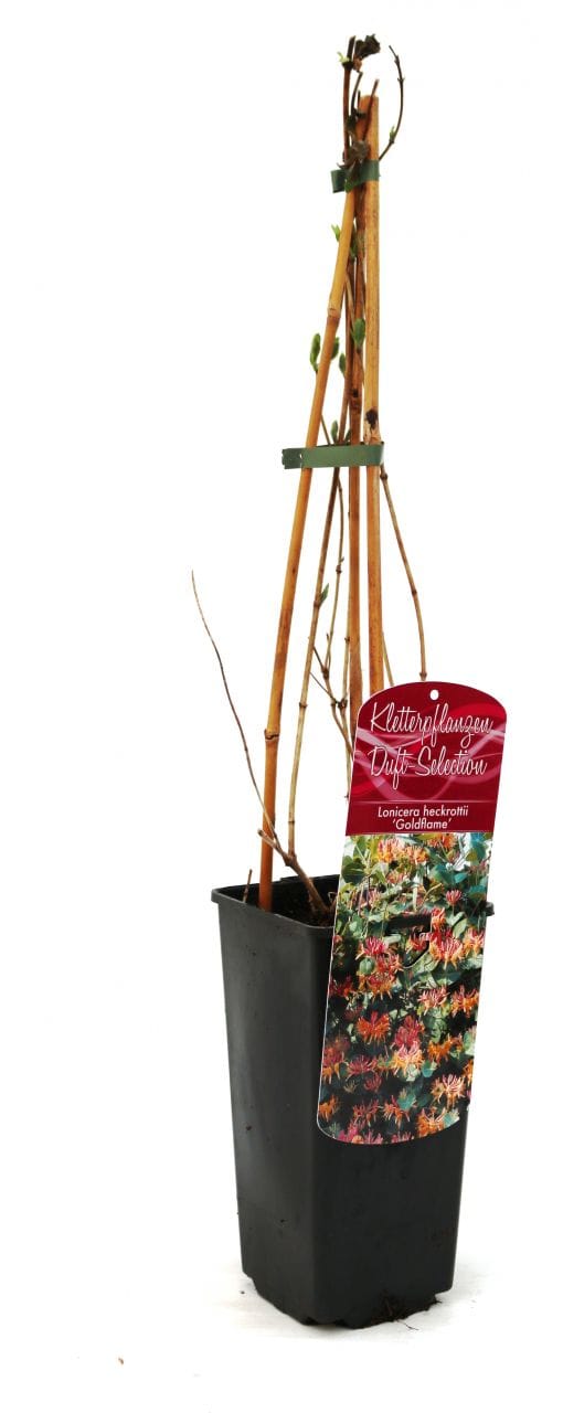 Geißschlinge Lonicera heckrottii Goldflame 2 L Eckcontainer