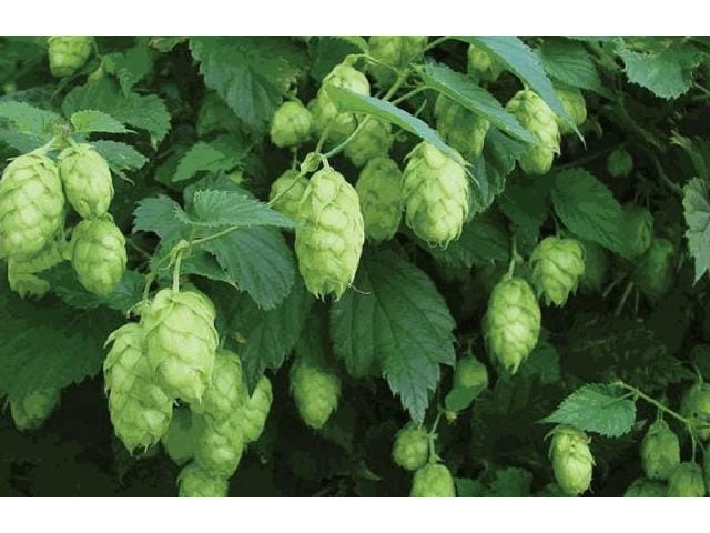 Hopfen 2 L Eckcontainer