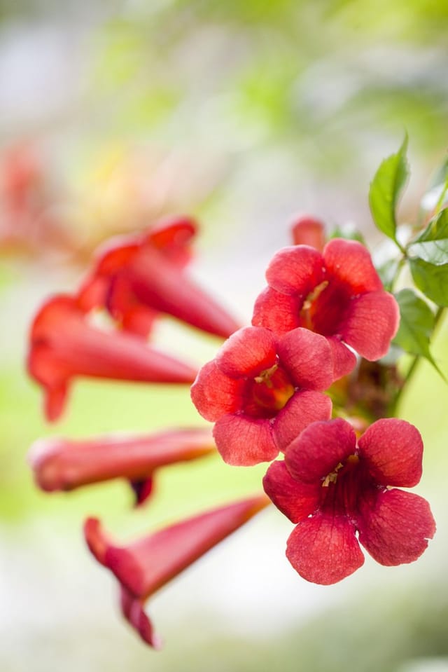 Trompetenblume Fire Trumpet 15 cm Roco Topf, 100 cm hoch