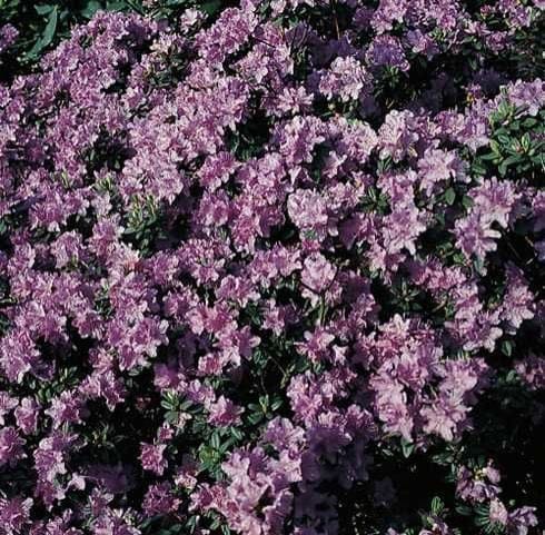 Rhododendron 'Ramapo' 2 L Container