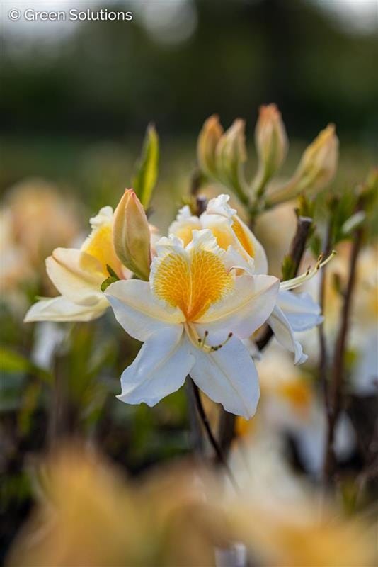 Sommergrüne Azalee Azalea Knap-Hill Hybriden, 5 L Container