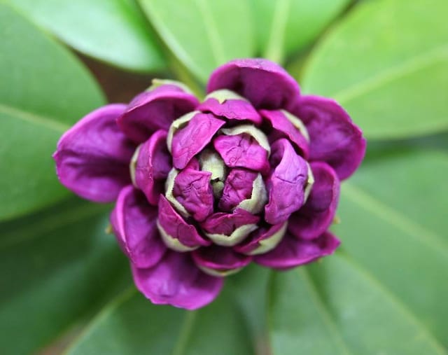 Rhododendron Catawbiense Grandiflorum 5 l Container