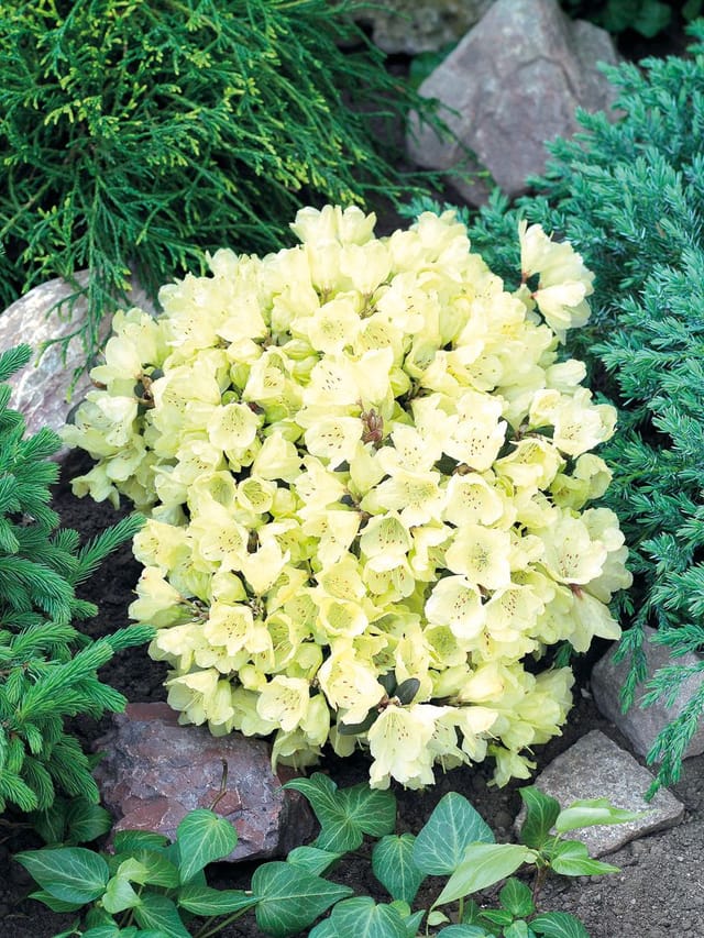 Rhododendron 'Wren' 2 L Container
