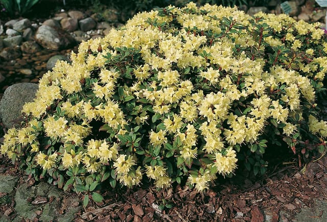 Rhododendron 'Princess Anne' 2 L Container