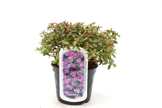 Rhododendron 'Moerheim' 2 L Container