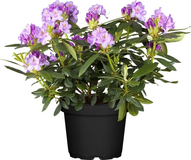 Rhododendron Hybriden in Sorten H ca 40 - 50 cm 5 l Container