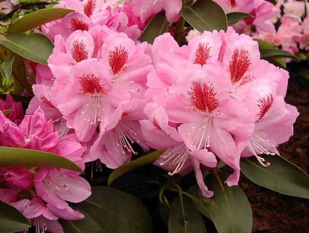 Rhododendron PG II + III Liebhaber rosa 5 l Container