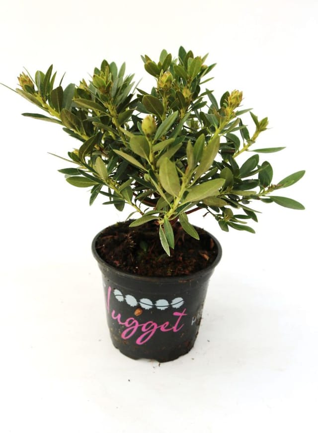 Rhododendron micranthum Bloombux 0,5 l Container