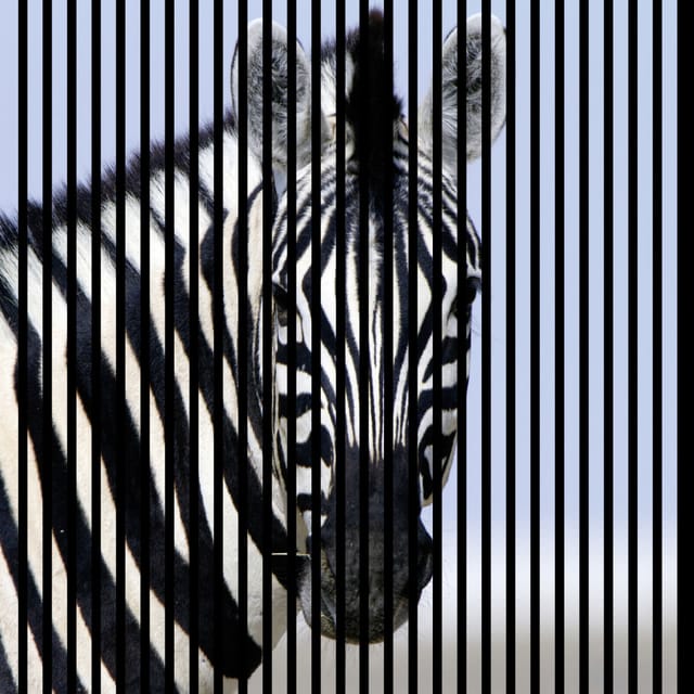 Neuhofer Akustikpaneele Zebra 119,5 x 113,3 x 1,9 cm
