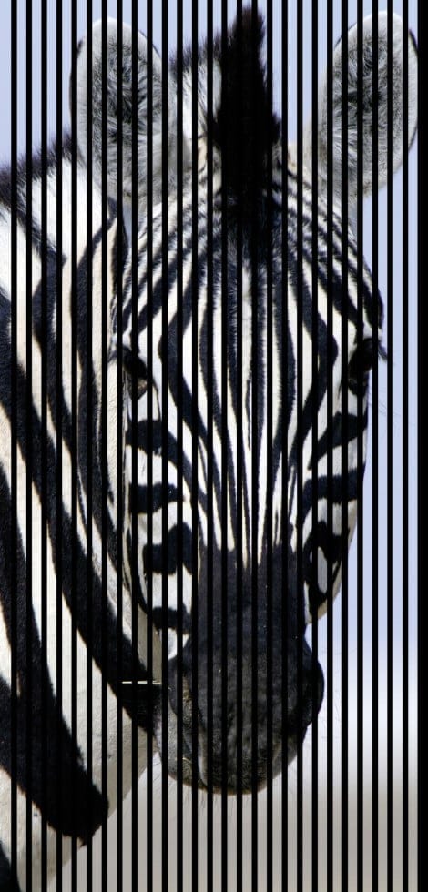 Neuhofer Akustikpaneele Zebra 240 x 113,3 x 1,9 cm