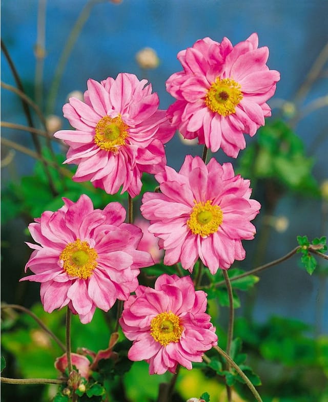 Pflanzen für Dich Staude Anemone jap. Bressingham Glow, 1 St., Japanische Herbstanemone, Herbstanemone