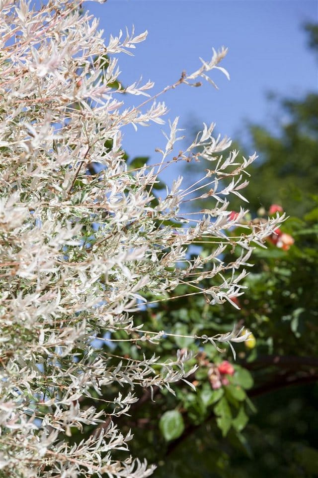 Pflanzen für Dich Gehölze Salix integra Hakuro Nishiki, 1 St., Harlekinweide, Japanische Weide