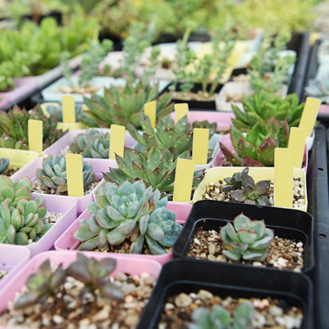100 Pvc-gartenetiketten Für Pflanzenmarkierungen, Pflanzstäbe Für Setzlinge Und Baumschulen (gelb)