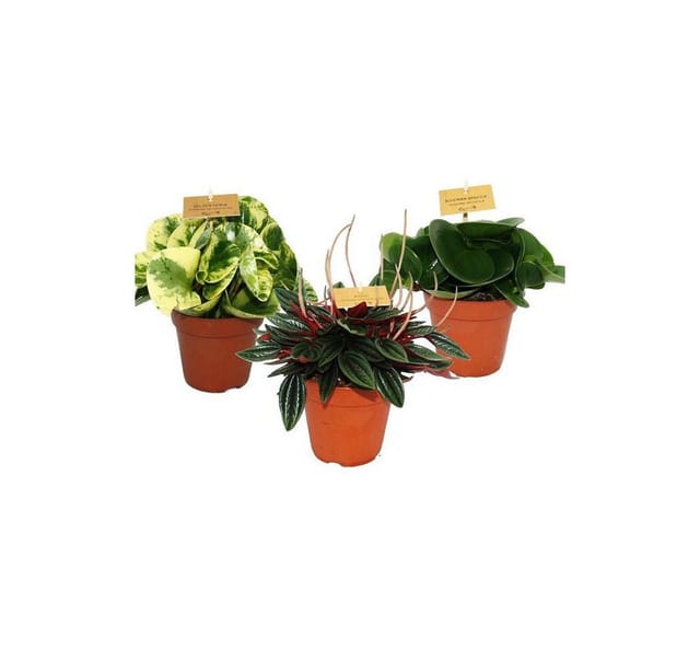 Exotenherz Zwergpfeffer-3Er Set Peperomia Eden-Mix 3 Pflanzen im 12cm Topf