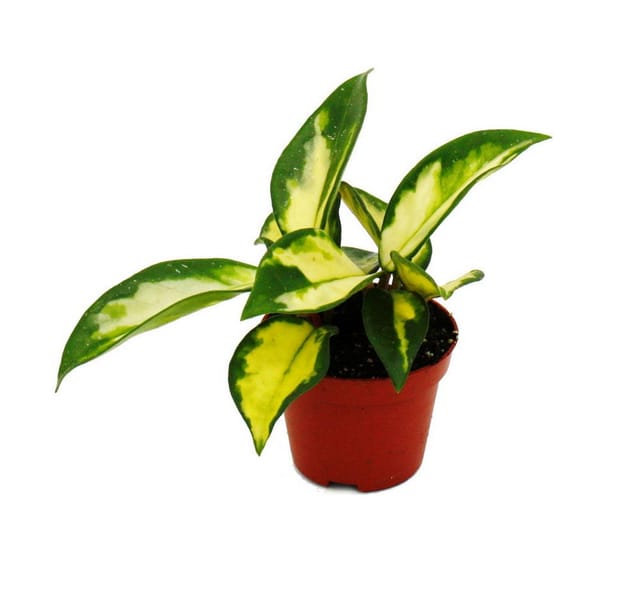 Exotenherz Mini Pflanze Hoya Carnosa Tricolor Porzellanblume Ideal für Kleine Schalen Baby-Plant im 5,5cm Topf
