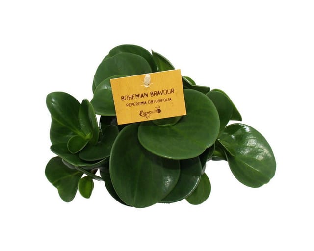 Exotenherz Peperomia 3er Set