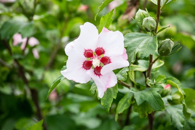 Hibiscus Syriacus Garten-Eibisch Red Heart 40-60 cm
