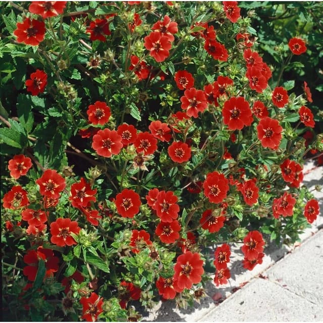 Potentilla Atrosang. Gibson's Scarlet Fingerstrauch Ca. 11x11 cm Topf