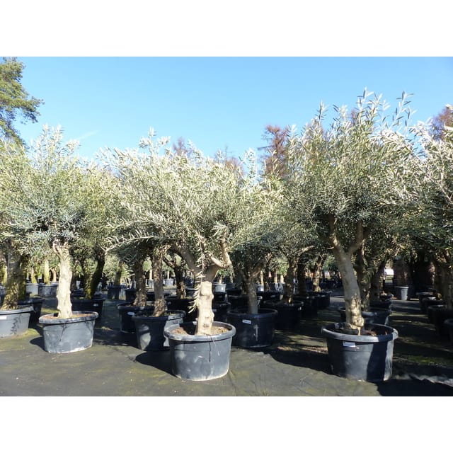 Olivenbaum verzweigt Hojiblanca 200 - 250 cm, kräftige Stämme, winterharte Olive, Olea europaea