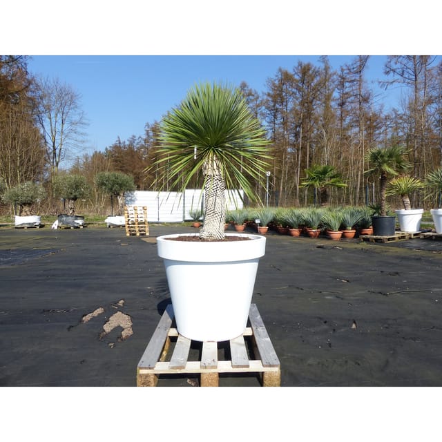 Yucca Rostrata 180 cm Stamm 60 cm im Pflanzkübel Ø80 cm Weiß winterhart
