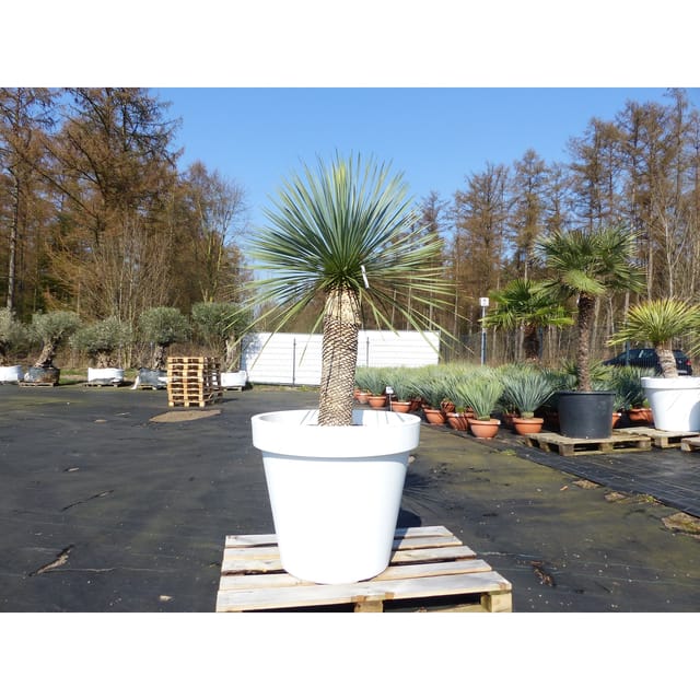 Yucca Rostrata 180 cm Stamm 70 cm im Pflanzkübel Ø80 cm Weiß winterhart