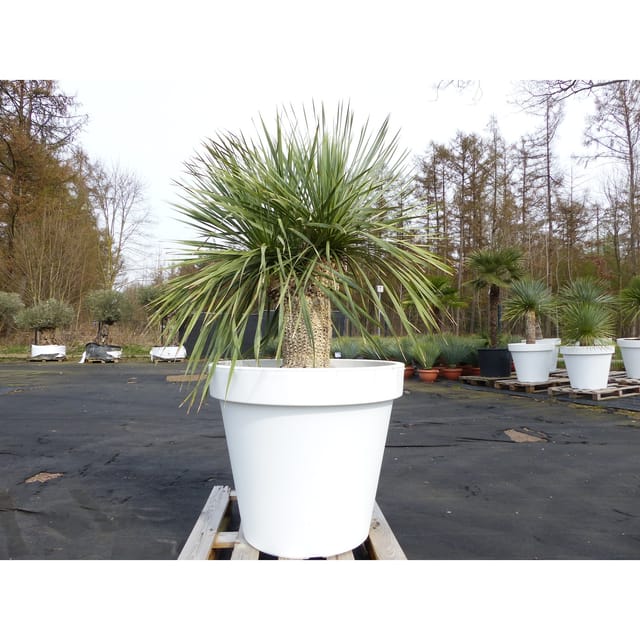 Yucca Rostrata 165 cm Stamm 40 cm im Pflanzkübel Ø80 cm Weiß winterhart