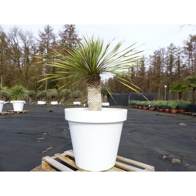 Yucca Rostrata 150 cm Stamm 50 cm im Pflanzkübel Ø80 cm Weiß winterhart
