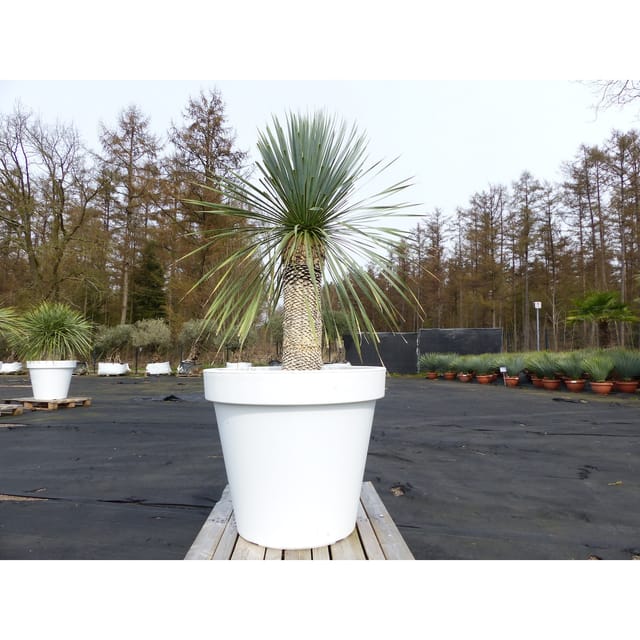 Yucca Rostrata 170 cm Stamm 60 cm im Pflanzkübel Ø80 cm Weiß winterhart