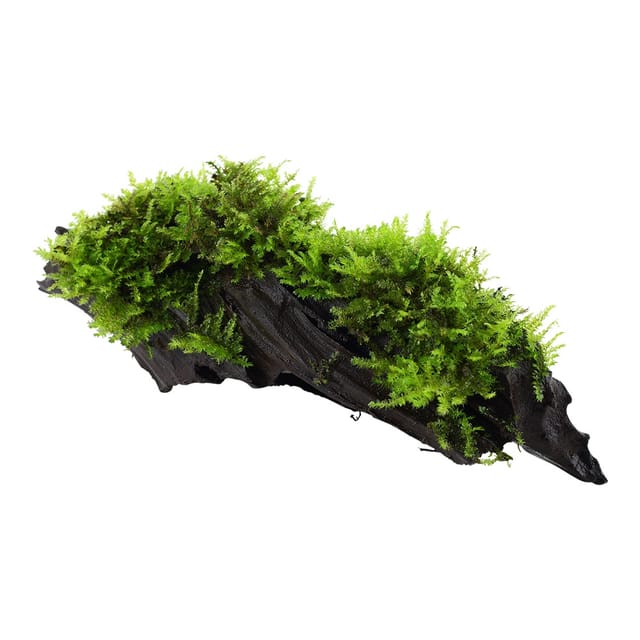 Aquarium Pflanze Vesicularia Montagnei 'christmas' Auf Wurzel Tropica Nr.003a Yws