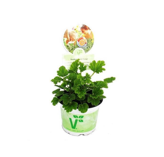 Exotenherz Duftgeranie Orange Pelargonia Odorata Hybrid