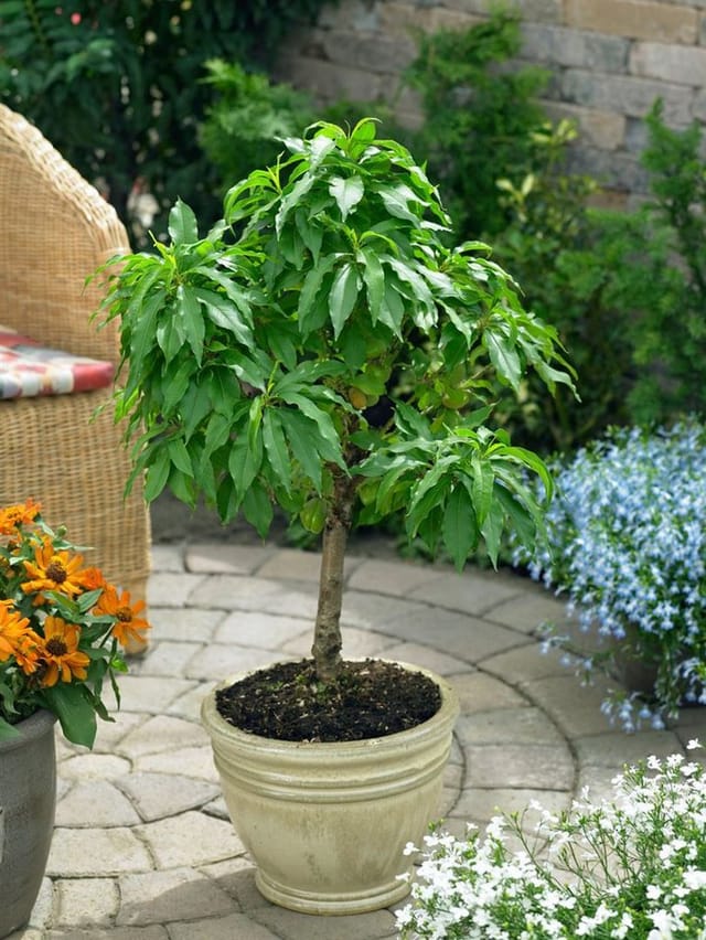 Pflanzen für Dich Obstpflanze Zwergnektarine, 1 St., Zwergnektarine, kompakt, süßfruchtig