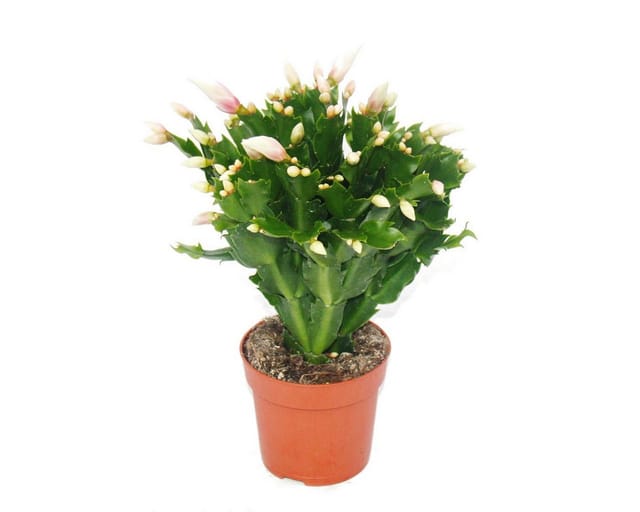 Exotenherz Weihnachtskaktus Schlumbergera Set Mit 3 Pflanzen