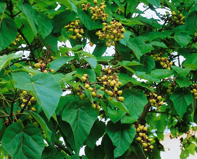 Paulownia Tomentosa Blauglockenbaum 125–150 cm