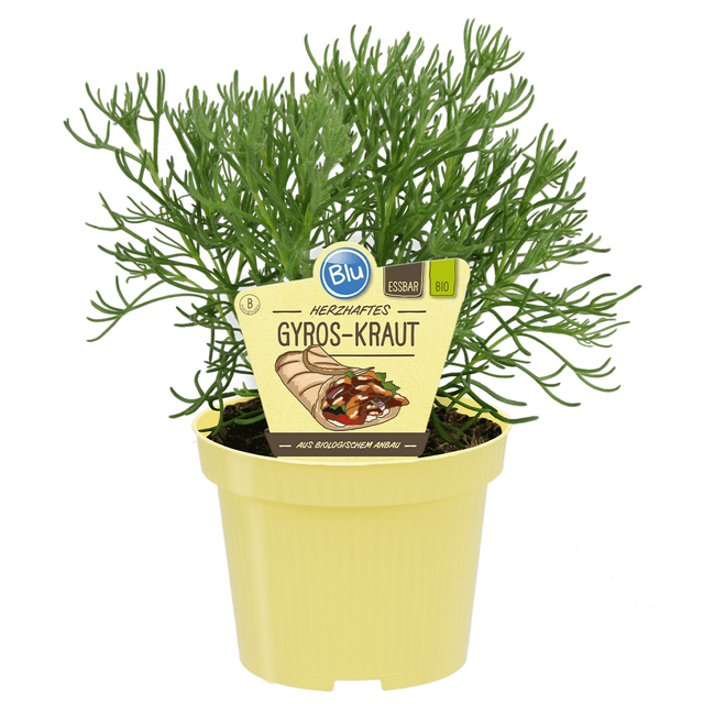 blu Bio-Gyros-Kraut 12 cm Topf
