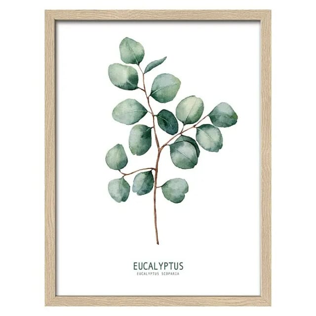 ProArt Bild (Eukalyptus II, B x H: 33 x 43 cm)