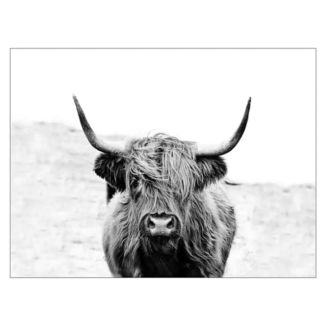 ProArt Leinwandbild (Scot Highland, B x H: 120 x 90 cm)