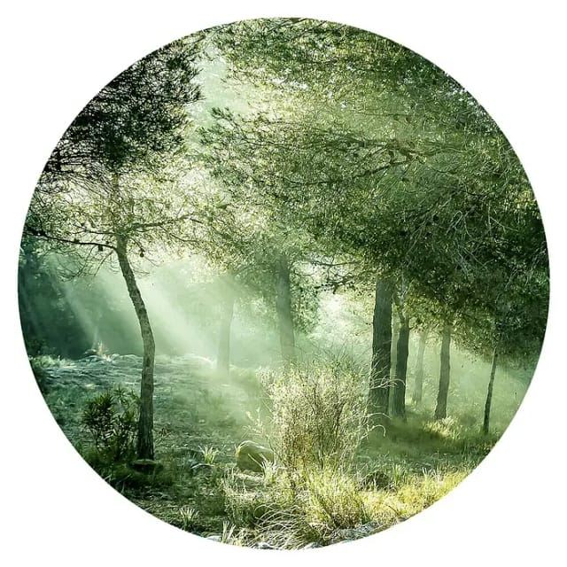ProArt Bild (Forest Harmony VI, Durchmesser: 100 cm)