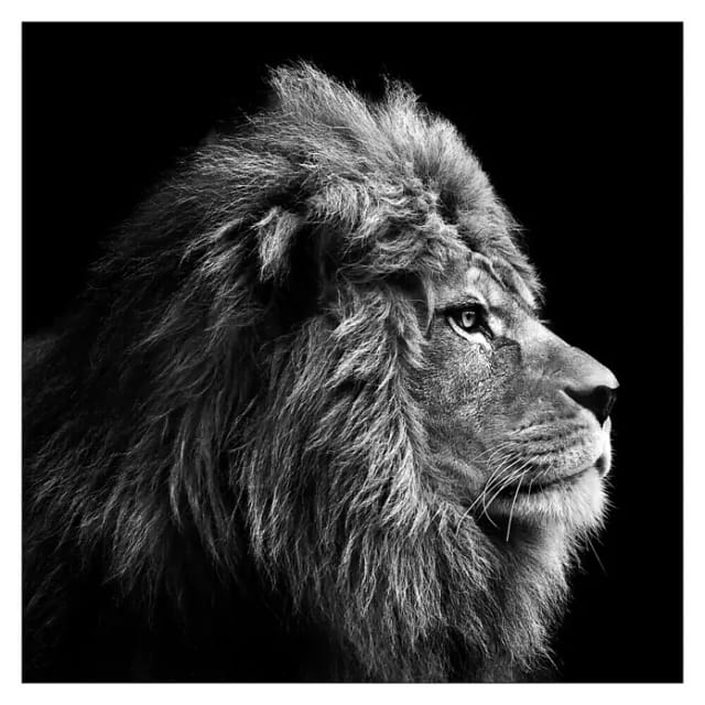 ProArt Leinwandbild Grey (Lion Head, B x H: 30 x 30 cm)