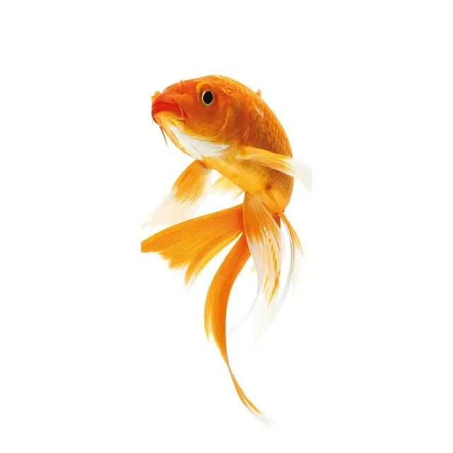 SanDesign Acryl-Verbundplatte (100 x 250 cm, Goldfish)