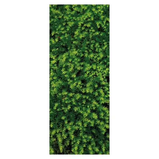 SanDesign Acryl-Verbundplatte (100 x 250 cm, Fern)