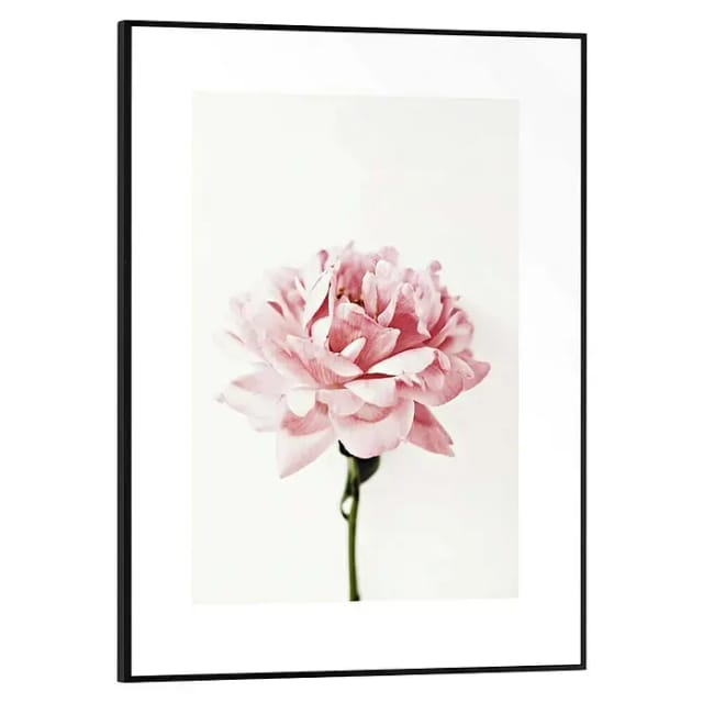 Reinders Bild Slim Frame Black (Pink Rose, B x H: 30 x 40 cm)