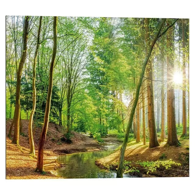 Reinders Decopanel (Spring Woods, B x H: 50 x 40 cm)
