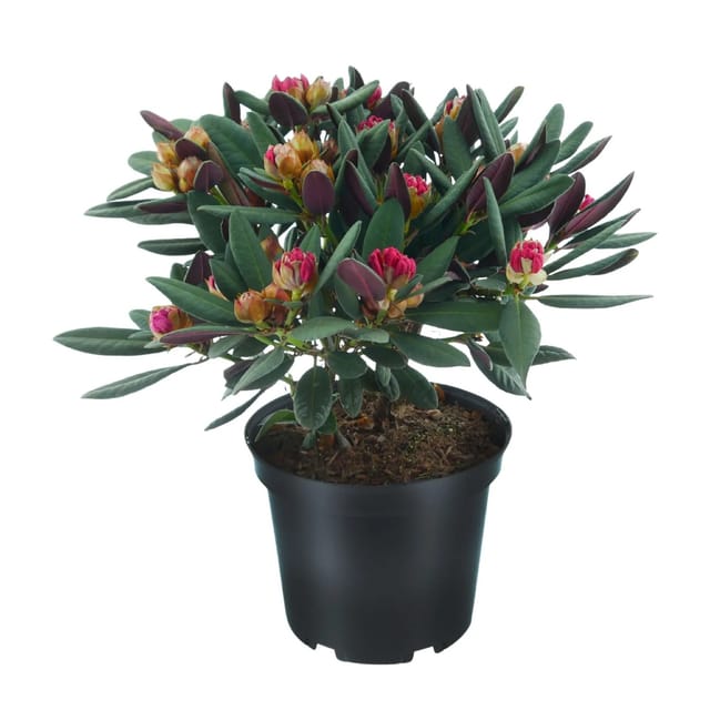 Rhododendron (Rhododendron 'Wine and Roses'®, Blütenfarbe: Pink)