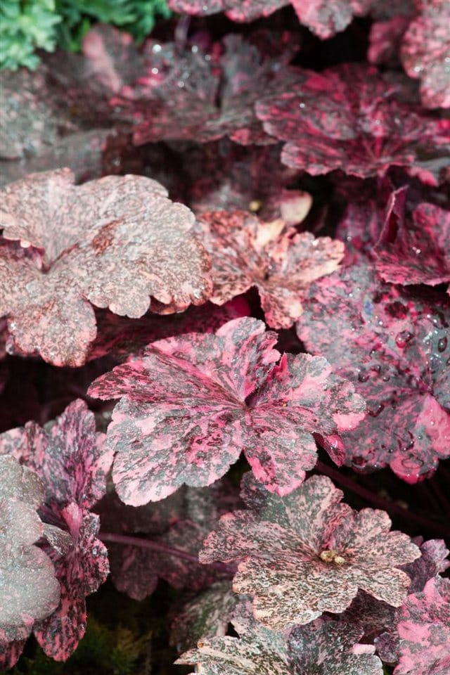Heuchera Micrantha Midnight Rose Purpurglöckchen Ca. 11x11 cm Topf