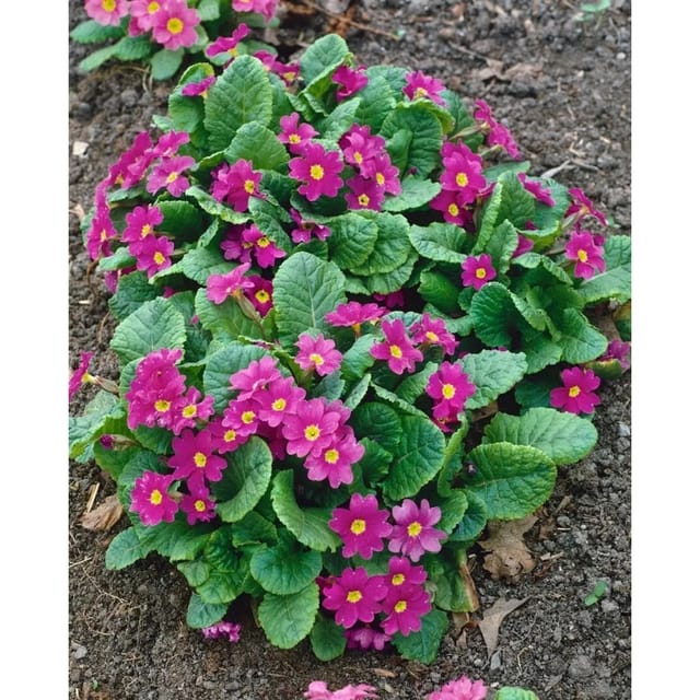 Primula X Pruhoniciana Perle Von Bottrop Ca. 9x9 cm Topf