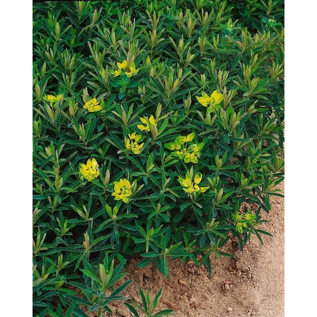 Euphorbia Polychroma Purpurea Goldwolfsmilch Ca. 9x9 cm Topf